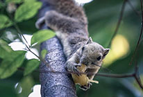 在线轰炸电话软件版