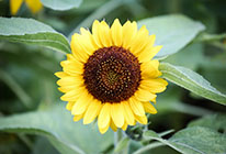 安全的购买平台推荐的短信验证码轰炸网址免费