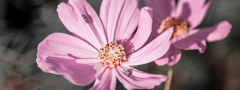 在线打电话免费网页版