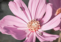 手机号轰炸业务网