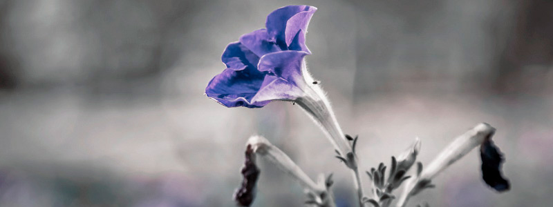 呼死你电话轰炸