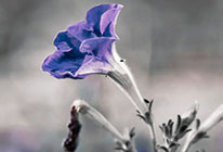 在线手机号轰炸软件